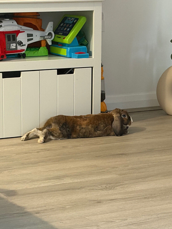 8 month old mini lop/rex