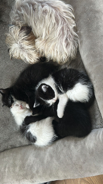 Mixed breed, half ragdoll kittens