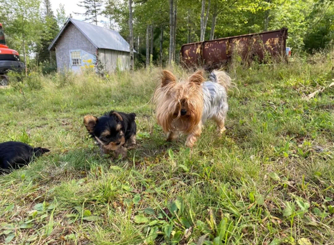 Our remaining Yorkshire terrier female puppy
