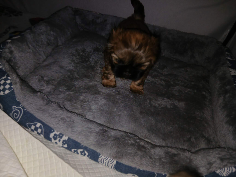 Shih Tzu for sale