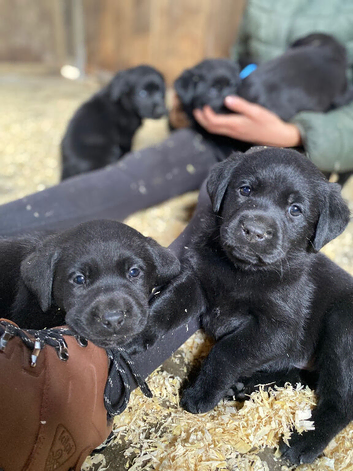 Black Labrador Puppies
