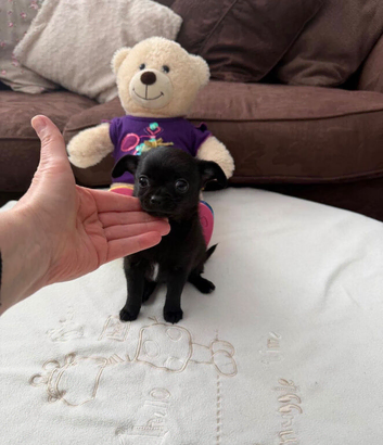 Stunning small solid black chihuahua