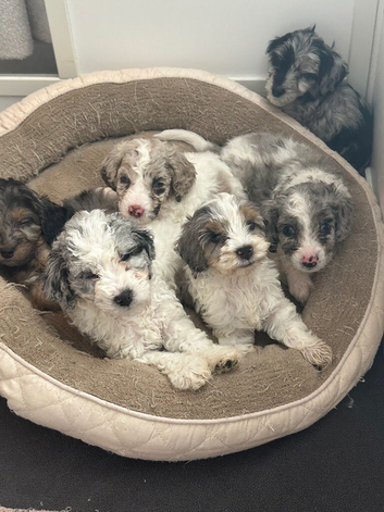 6 stunning cockapoos