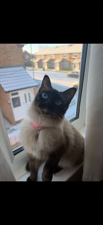 Tinker the Ragdoll