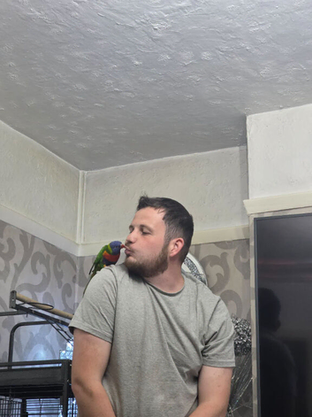 Rainbow parakeet