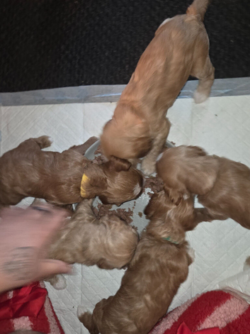 Cockapoo x king charles cavalier puppies. 3 girls 1 boy