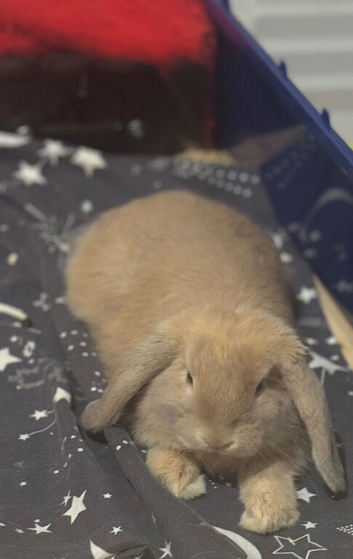 Male mini lop