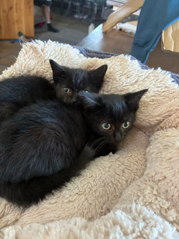 Kittens 2 x black boys left