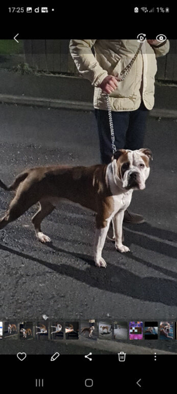 American bulldog merle available for stud