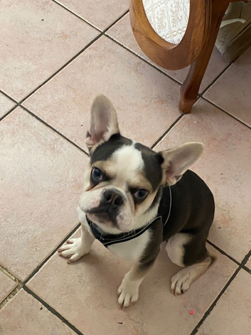 9 month old Frenchie