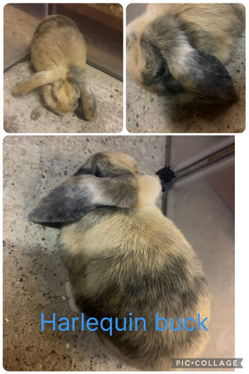 Harlequin mini lop