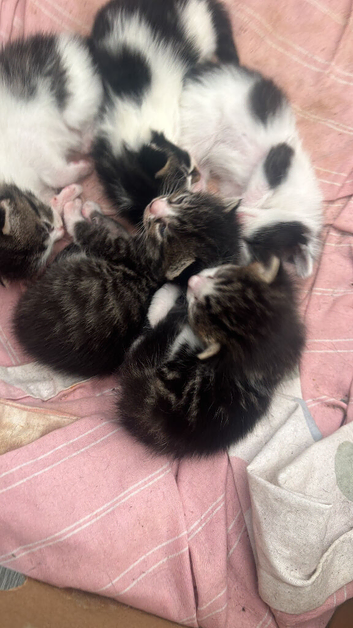 5 beautiful kittens
