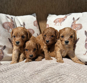 Beautiful F1 Cavapoo Puppies