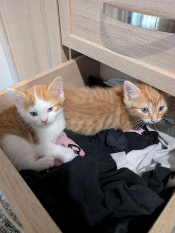 Maine coon mix
