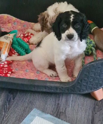 Cockerpoo f2 puppies
