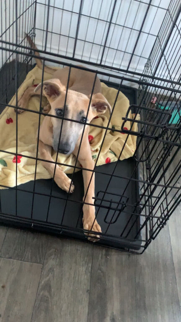 Bull whippet