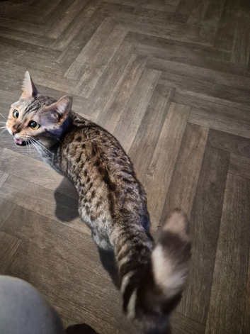 Silver bengal for sale