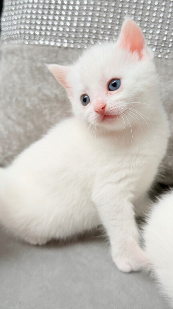 Stunning and very playful  kittens ginger white male female