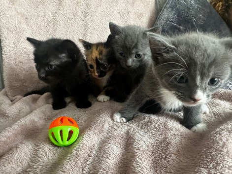 4 stunning kittens