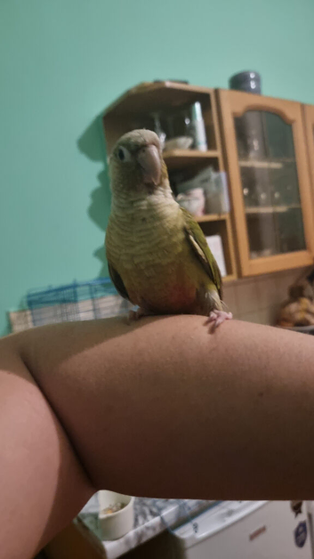 Pair of  Conures