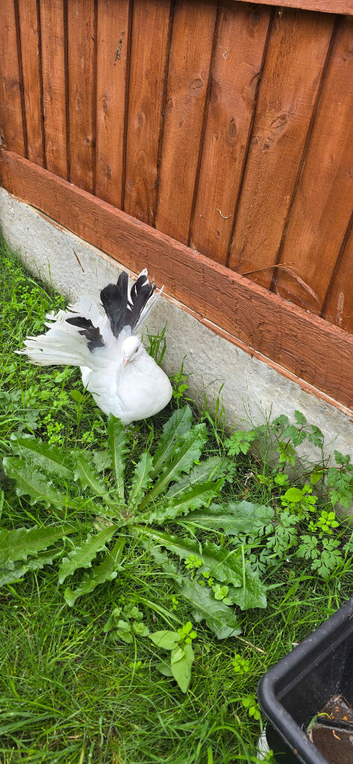 2x Indian fantail hen