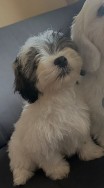 teddy
