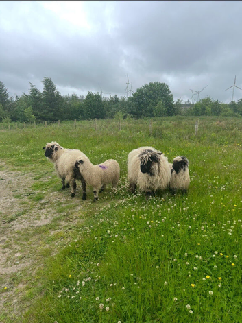 Friendly Valais X