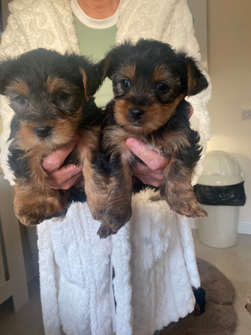 Yorkshire terrier puppies