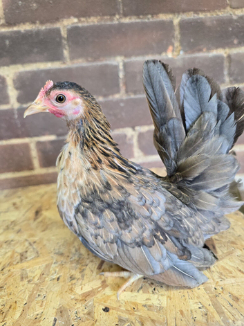 Serama Pullets POL
