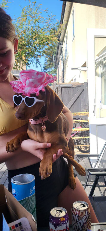 chocolate and caramel dachshund