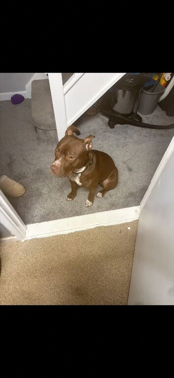 Staffy X