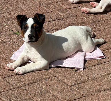 Future Jack Russell stud dog