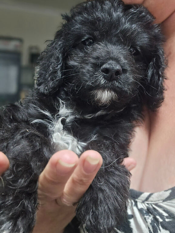 Cavapoo puppies f1 tiny miniature full dna clear