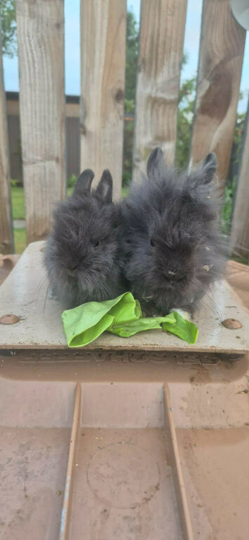 Lionheads