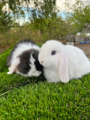 RESEREVED. Mini lop pure bred