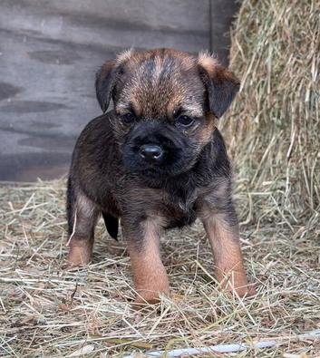 KC reg border terrier pup
