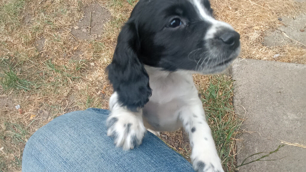 Working cocker pups