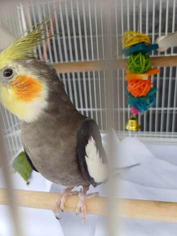 Looking for cock cockatiel