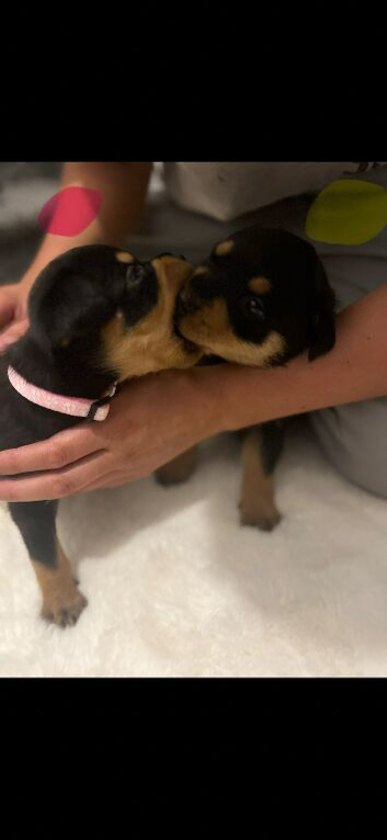 Rottweiler puppies