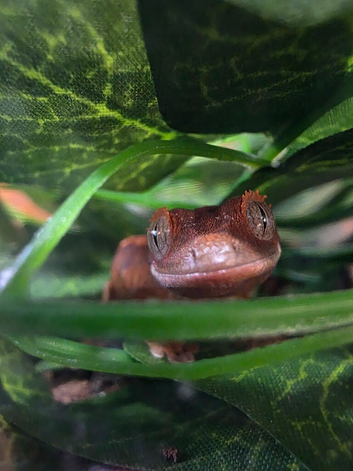 2 baby crested geckos ready for new