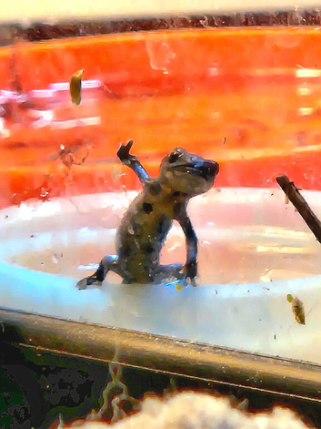 Chinese fire belly newts EFTs