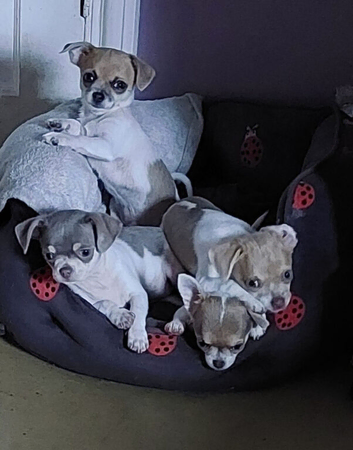 Pedigree Russian bloodline chihuahua