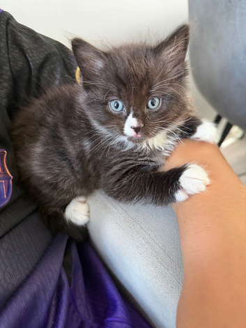 Kittens for sale