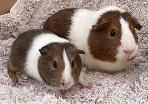 Guinea pigs - Pair of Sows ready to go