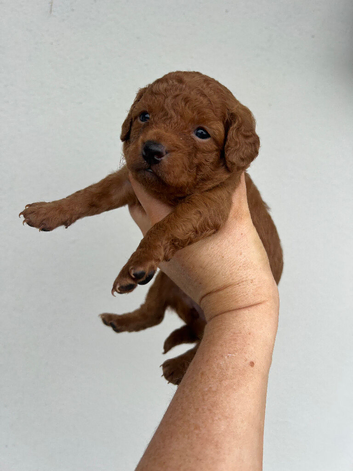 Fox Red Cavapoo Pups