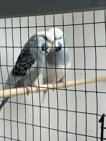 Breeding pair