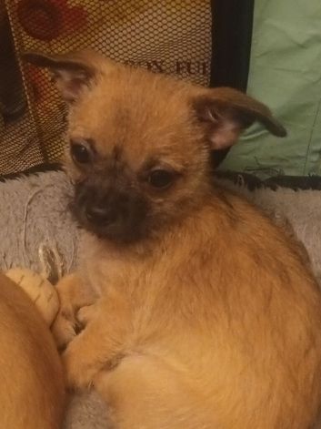 Tiny adorable mischievous puppies