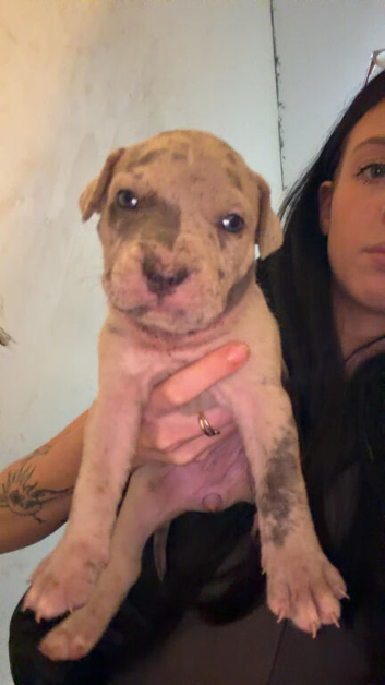 Cane corso crossed