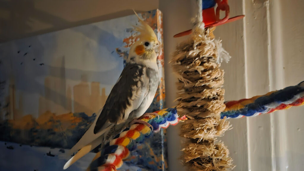 12 weeks old male cockatiel