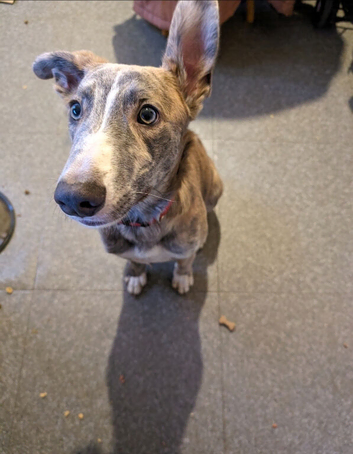 Lurcher x German Shepherd